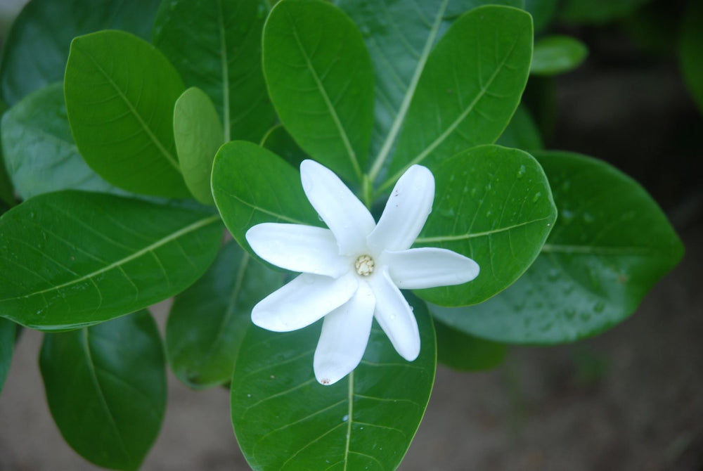 Tiare Flower - Tahitian Gardenia