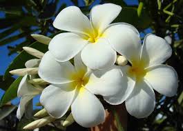 
                
                    Load image into Gallery viewer, tipanie-plumeria-flower
                
            
