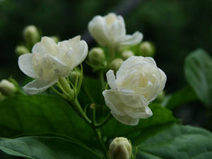 Pitate - Pikake Flower
